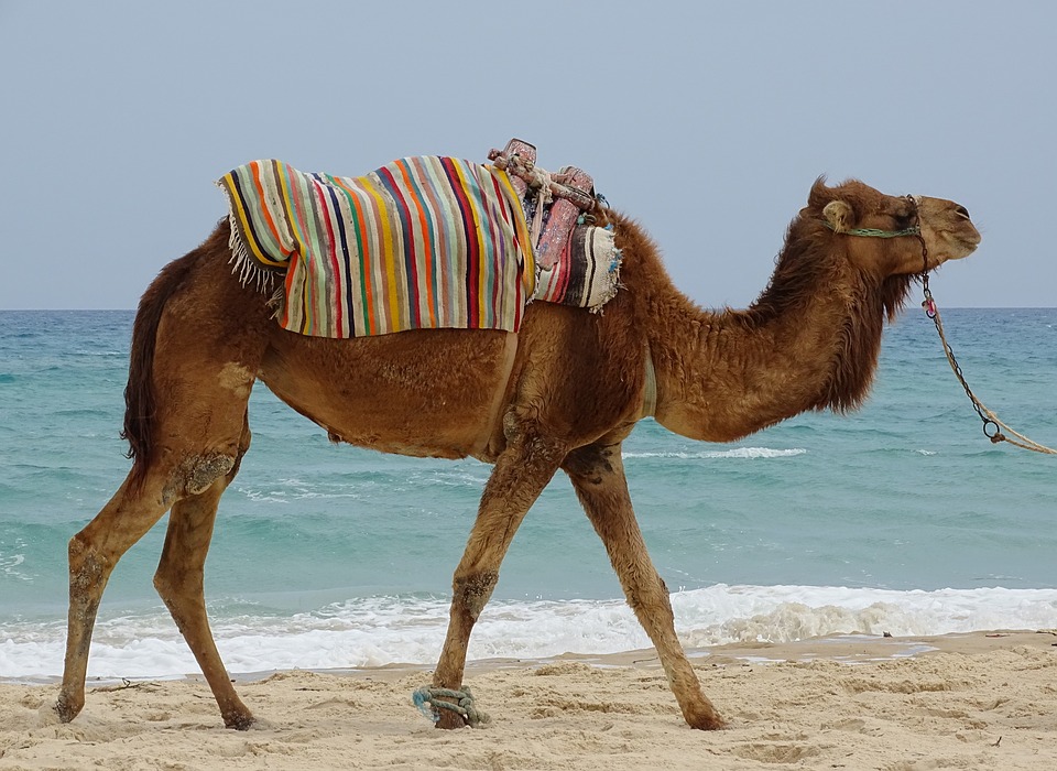 Tunis : une destination coup de cœur à découvrir